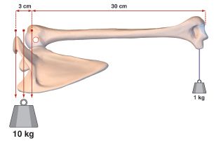 Il est indispensable de connaître  les transferts tendineux à l’épaule : voici huit idées fausses débattues  susceptibles de vous y amener