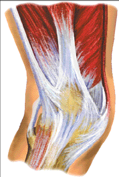 La voie d'abord externe dans la chirurgie prothétique du genou