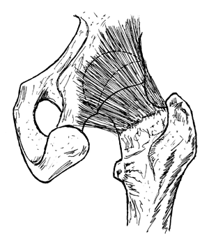 Intérêt de la conservation et de la suture capsulaire dans la prévention de la luxation de l'arthroplastie totale de hanche implantée par voie postérieure