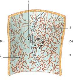 La voie d'abord cutanée antéro-externe dans l'arthroplastie totale du genou