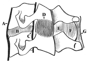 Les entorses du rachis cervical inferieur