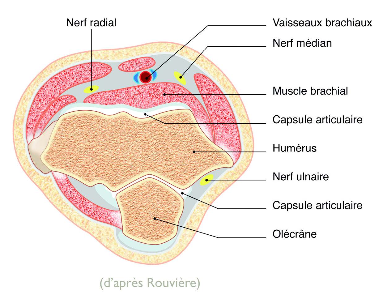 Arthrolyse arthroscopique du coude - Intérêts et limites