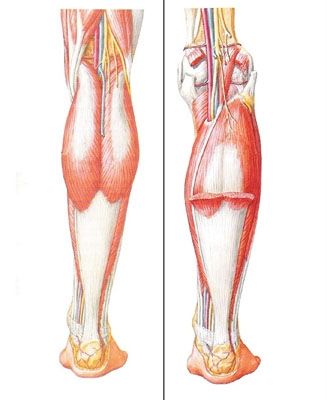 Analyse des conséquences biomécaniques de la briéveté du gastrocnémien sur l'avant-pied