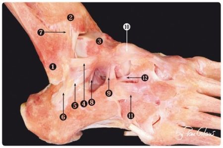 Atlas d'anatomie de la cheville extrait