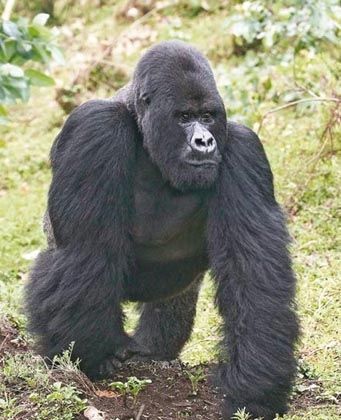 Importance de l'analyse de l'équilibre sagittal en pathologie rachidienne - Rôle de la balance spino-pelvienne dans les maladies dégénératives du rachis