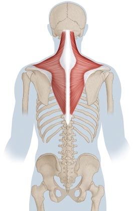 Anatomie et pathologie douloureuse du plan musculaire cervico-thoracique postérieur