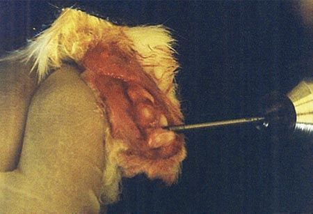 Évaluation biomécanique de la réinsertion du tendon en comparant la technique de suture trans-osseuse aux techniques de sutures sur ancre : Étude chez l'animal à différentes phases de la cicatrisation