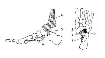 L'articulation sous-talienne révisitée ou le concept de bloc calcanéo-pédieux