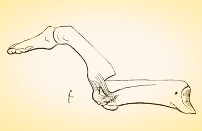 De la luxation du pouce en arrière par Louis Hubert Faraboeuf