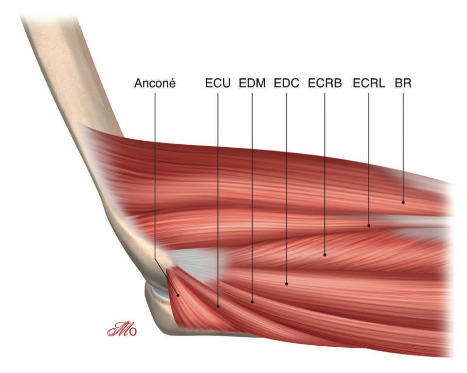 Mise au point sur l’épicondylalgie latérale