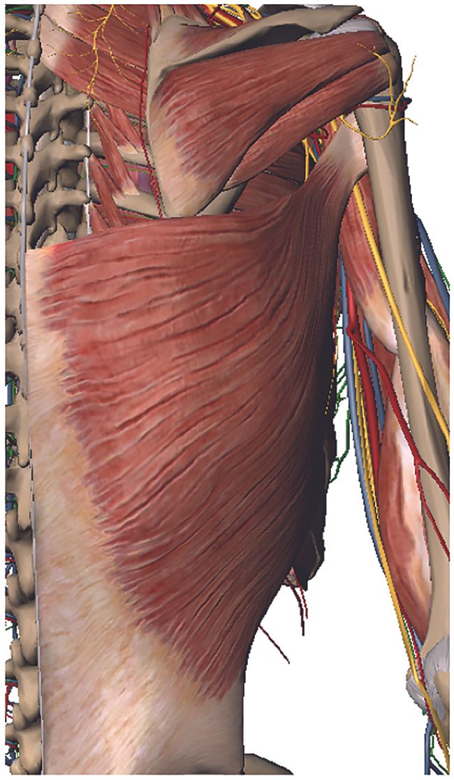 Le transfert de tendon de grand dorsal assisté par arthroscopie dans les ruptures massives irréparables de la coiffe postéro-supérieure