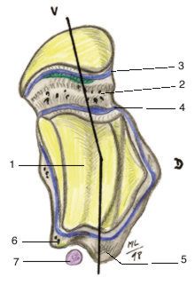 Anatomie de l'astragale et de son environnement ostéo-articulaire