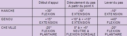Analyse biomécanique d'une spécificité de la bipédie humaine : la mise en flexion dorsale de la cheville lors de l'appui