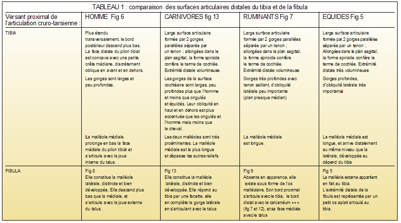 Anatomie comparée de l'articulation de la cheville chez quelques classes de mammifères