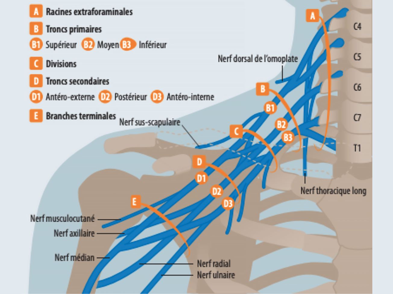 Lésions neurologiques de l’épaule traumatisée (rugby et sports de contact…)